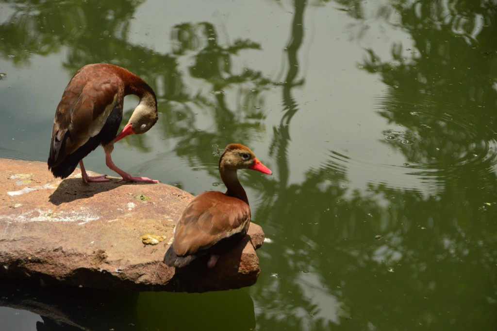 Foto de Alajuela, Costa Rica