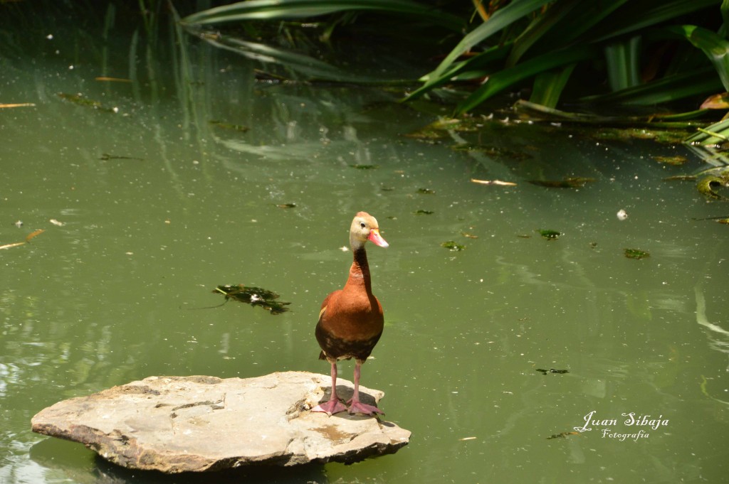 Foto de Villa Bonita (Alajuela), Costa Rica