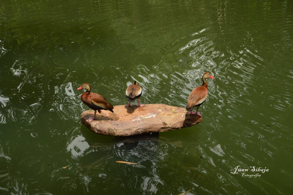 Foto de Villa Bonita (Alajuela), Costa Rica