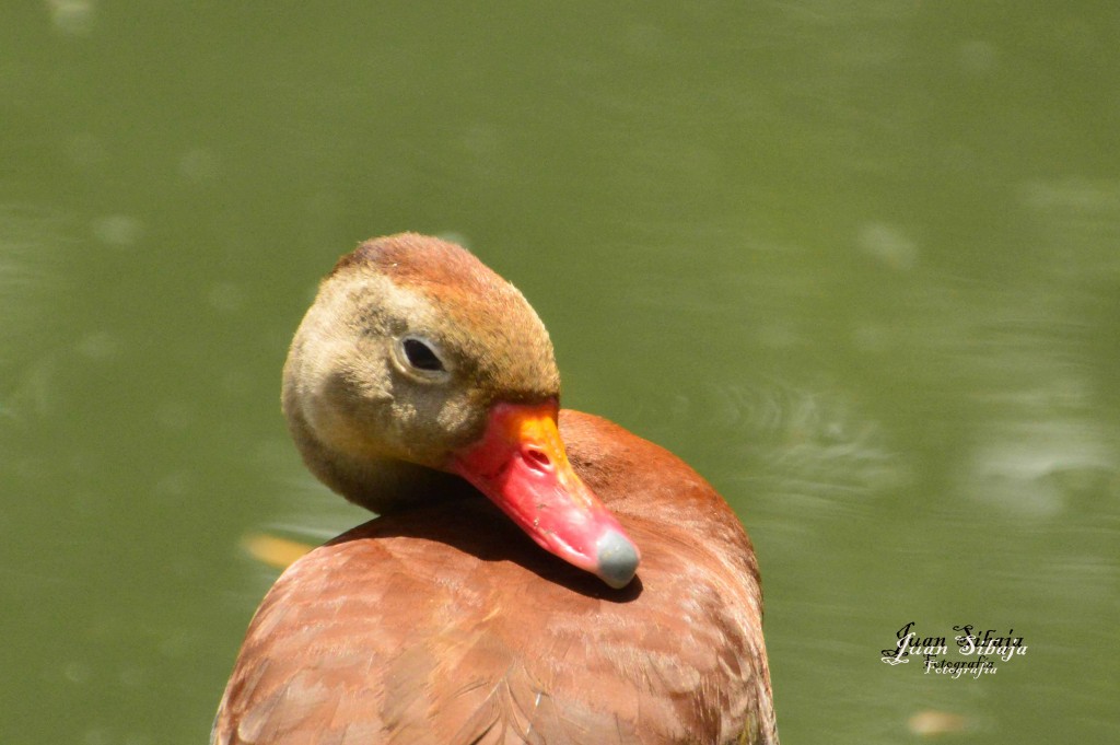 Foto de Villa Bonita (Alajuela), Costa Rica