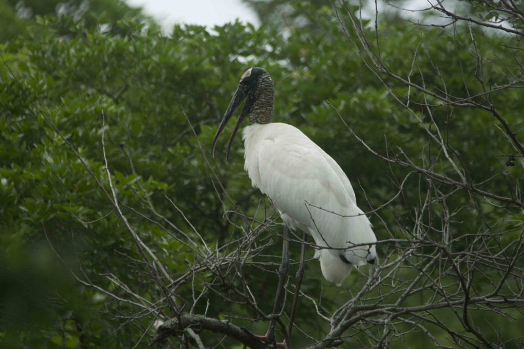 Foto de Guanacaste, Costa Rica