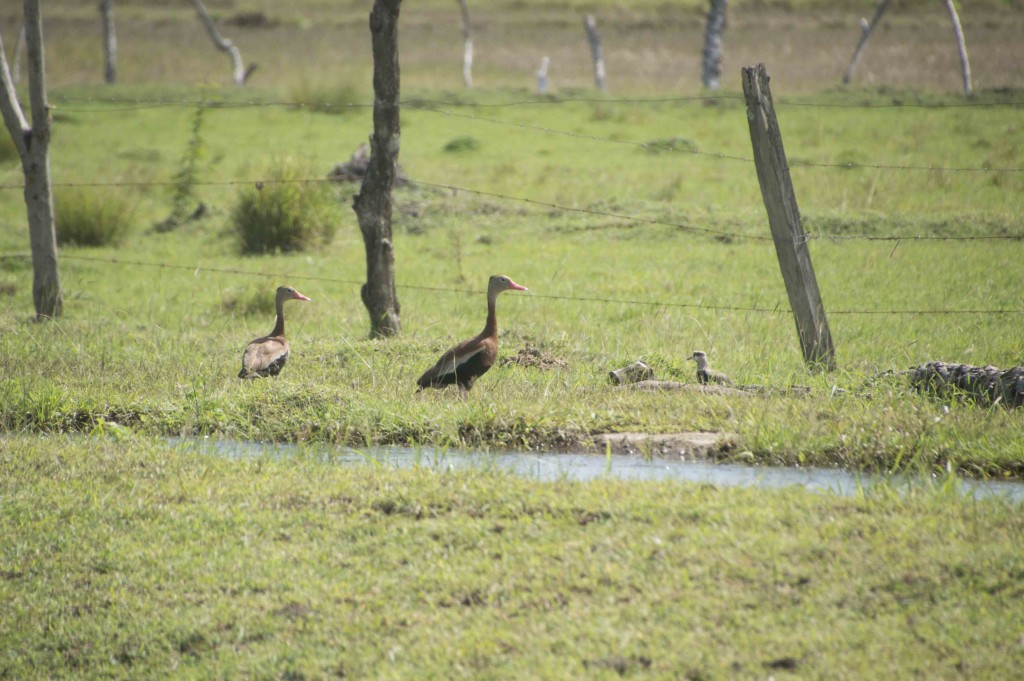Foto de Guanacaste, Costa Rica