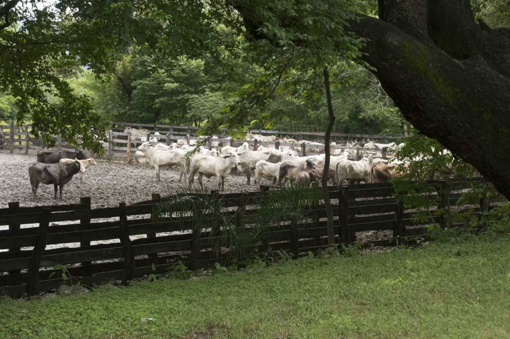 Foto de Guanacaste, Costa Rica