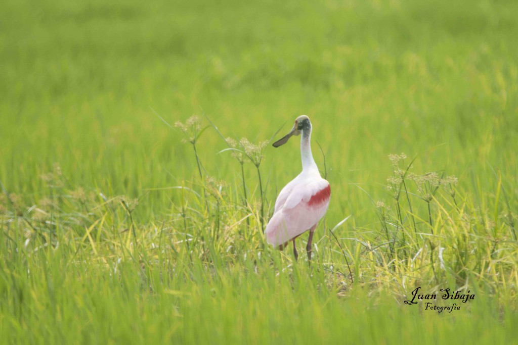 Foto de Guanacaste, Costa Rica