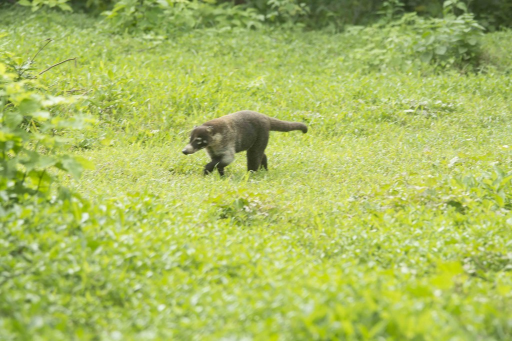 Foto de Guanacaste, Costa Rica