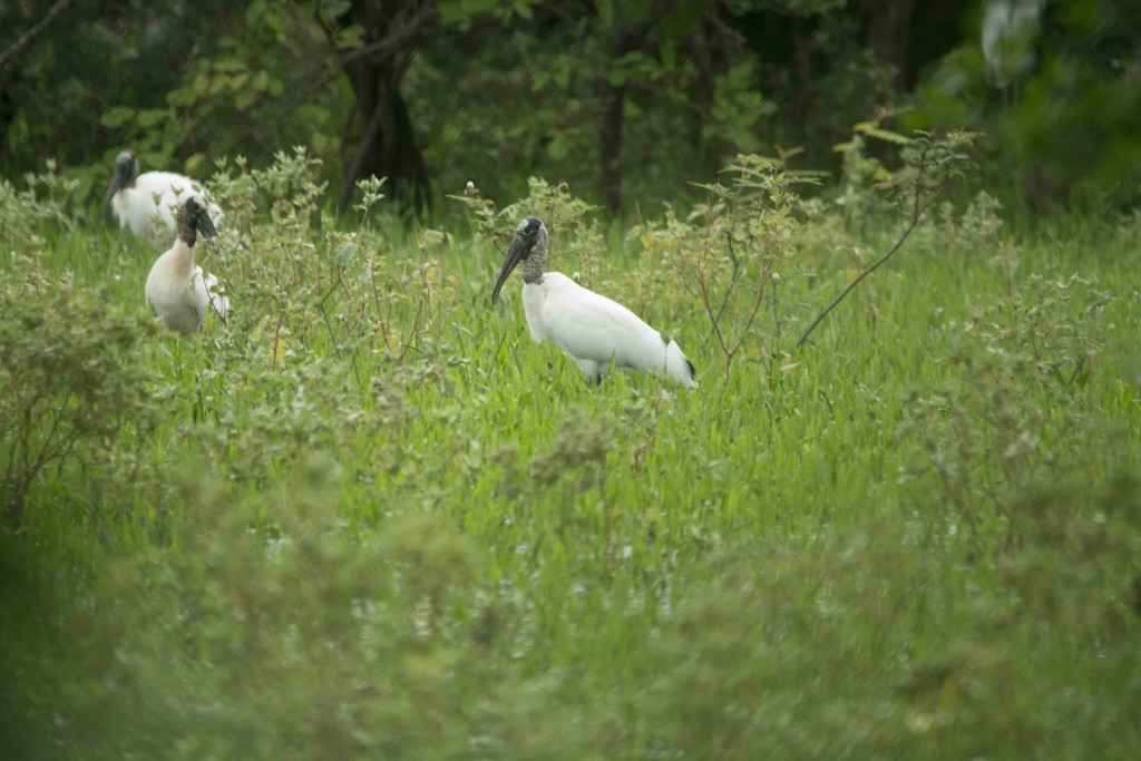 Foto de Guanacaste, Costa Rica