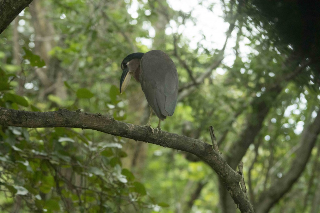 Foto de Guanacaste, Costa Rica