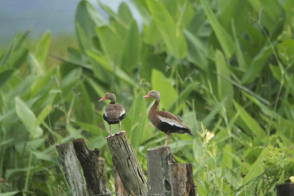 Foto de Guanacaste, Costa Rica