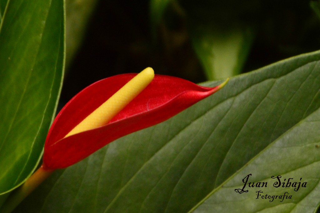 Foto: Antúrio - Alajuela, Costa Rica