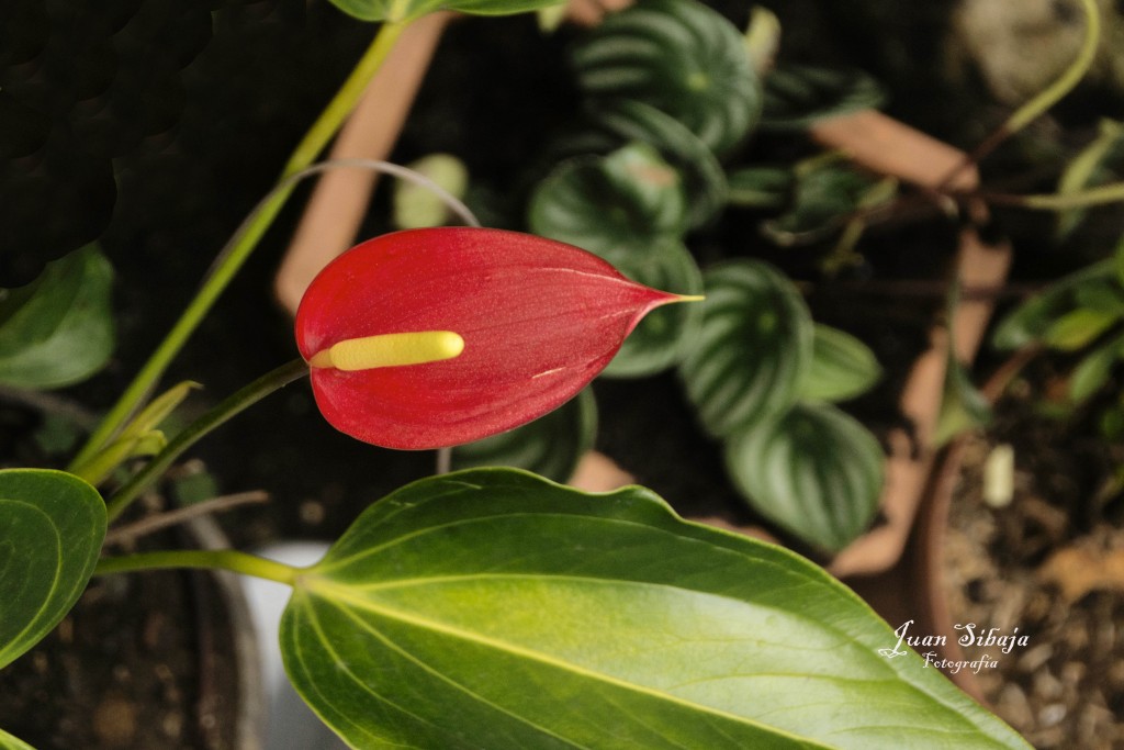 Foto de Alajuela, Costa Rica