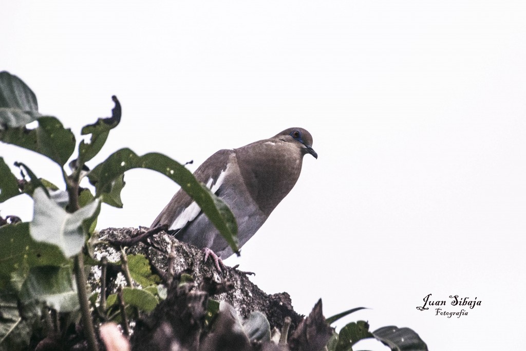 Foto de Alajuela, Costa Rica