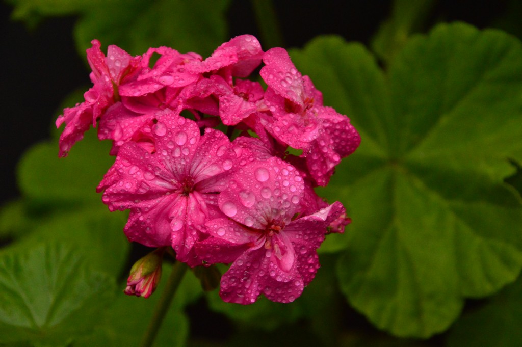 Foto de Alajuela, Costa Rica