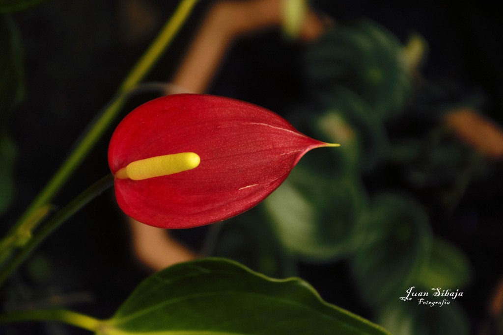 Foto: Antúrio - Alajuela, Costa Rica