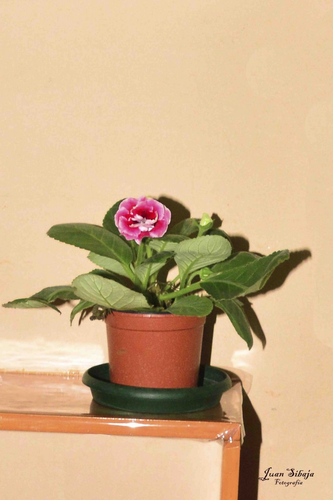 Foto de Alajuela, Costa Rica