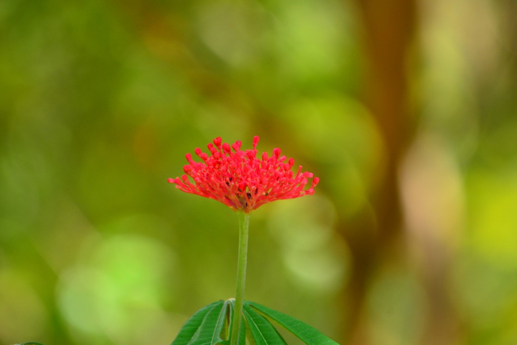 Foto de Alajuela, Costa Rica