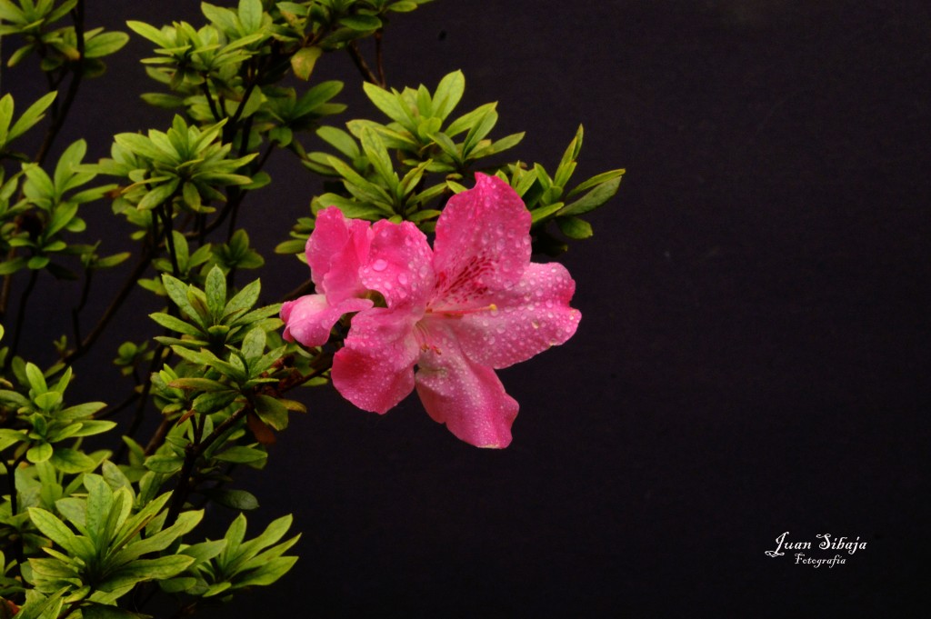 Foto de Alajuela, Costa Rica