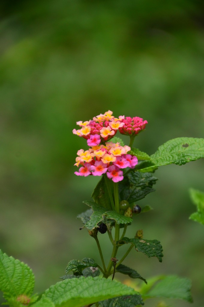 Foto de Alajuela, Costa Rica