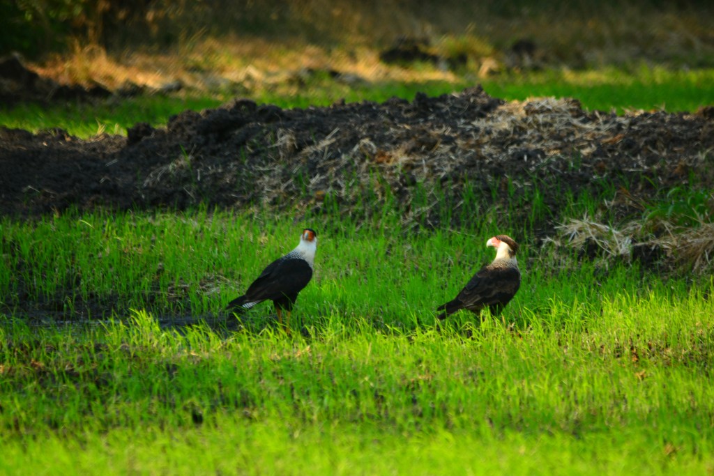 Foto de Guanacaste, Costa Rica