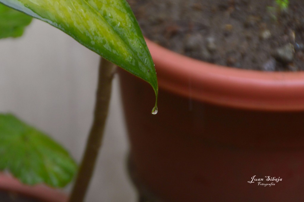 Foto de Alajuela, Costa Rica