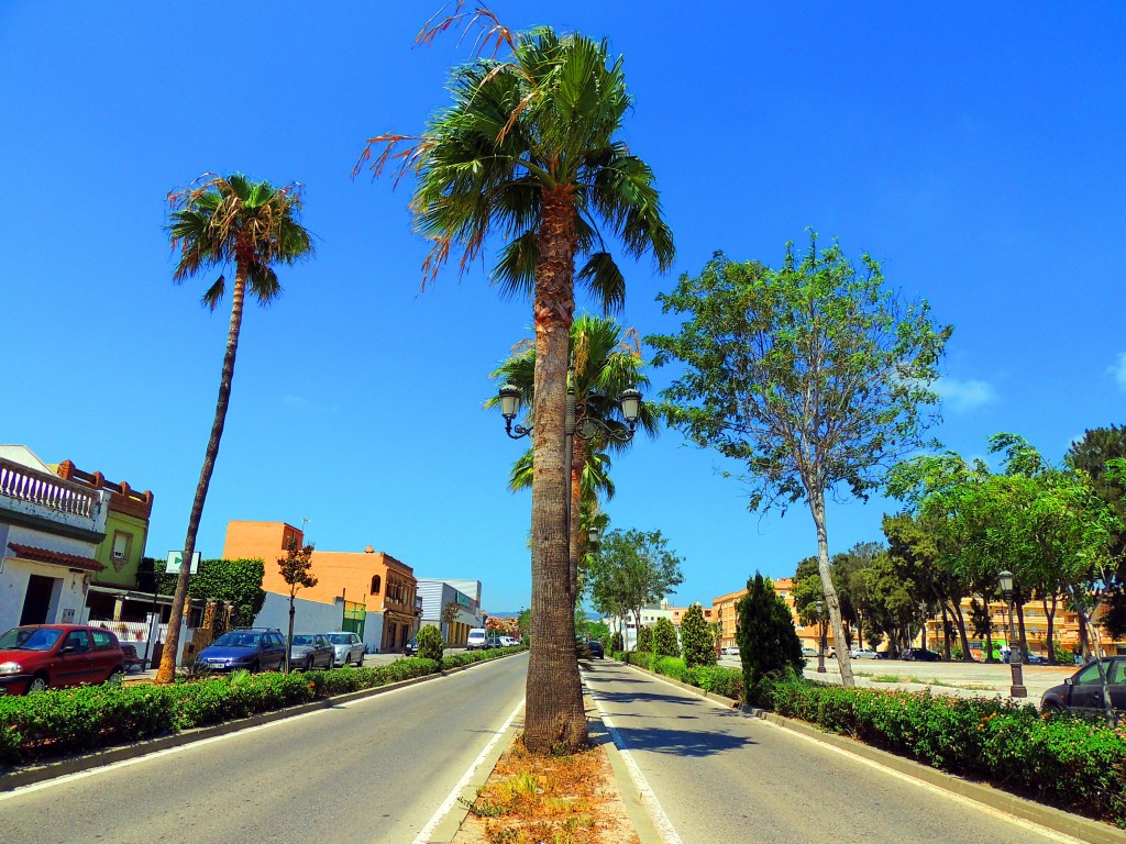 Foto: Avenida III Centenario - Los Barrios (Cádiz), España