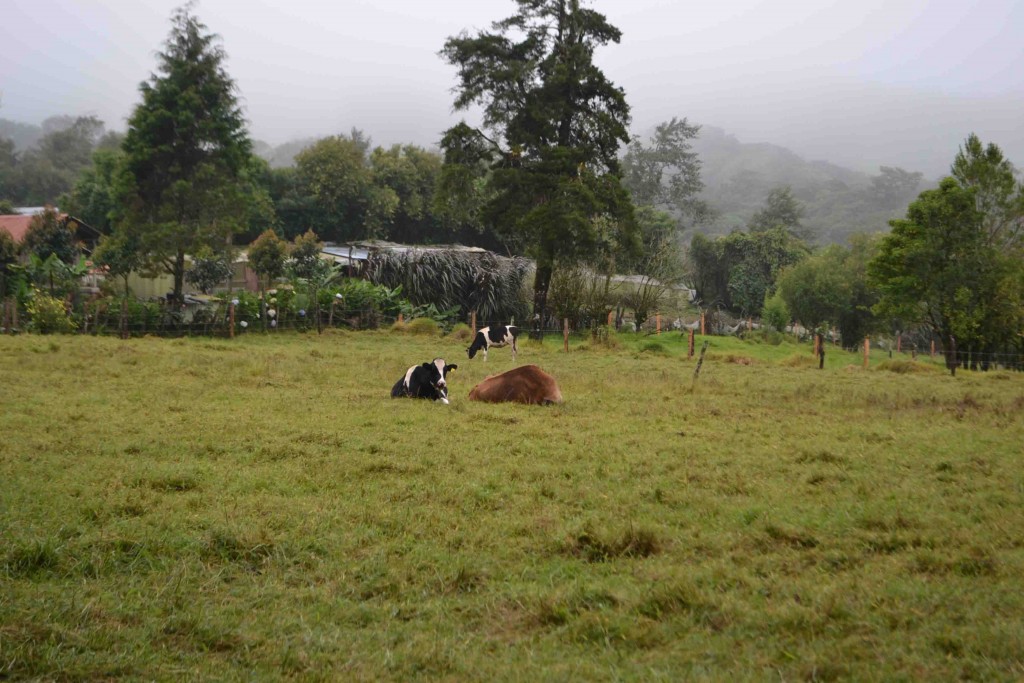 Foto de Los Cartagos (Alajuela), Costa Rica