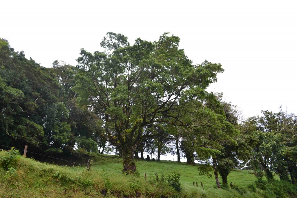 Foto de Los Cartagos (Alajuela), Costa Rica