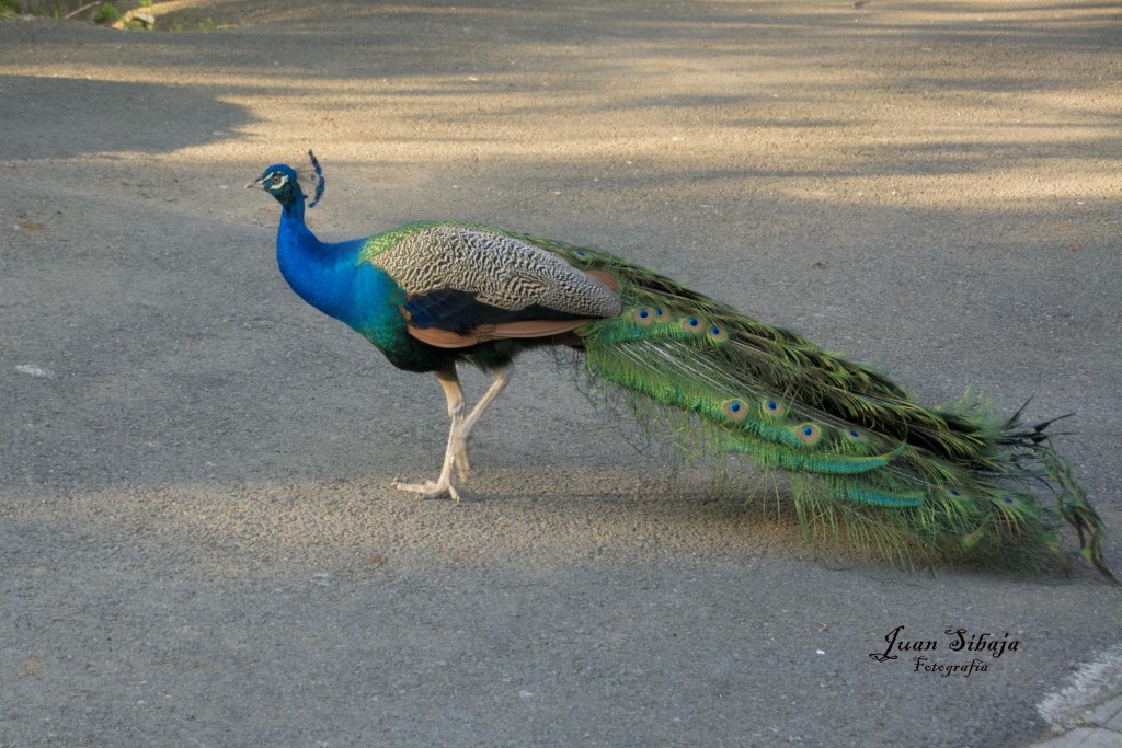 Foto de Villa Bonita (Alajuela), Costa Rica
