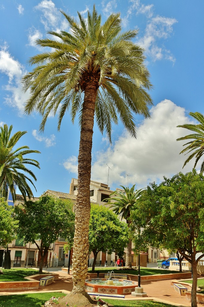 Foto: Parque - Jumilla (Murcia), España