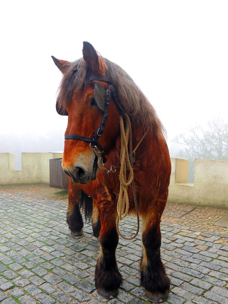 Foto de Sintra (Lisbon), Portugal