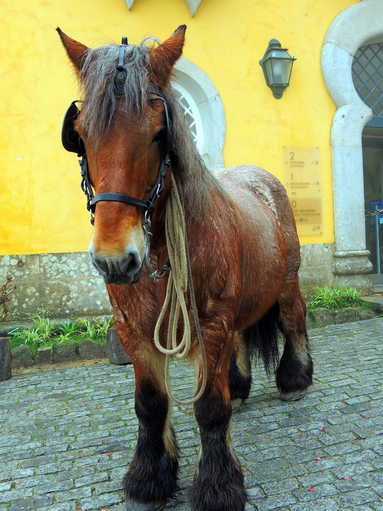 Foto de Sintra (Lisbon), Portugal