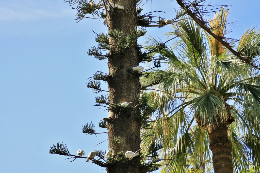 Foto: Palomas - Aguilas (Murcia), España