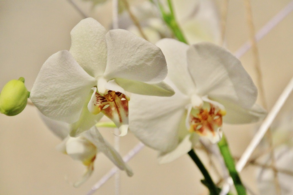 Foto: Tiempo de flores - Girona (Cataluña), España