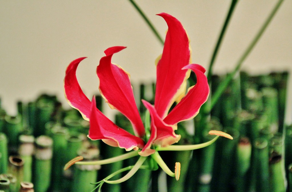 Foto: Tiempo de flores - Girona (Cataluña), España