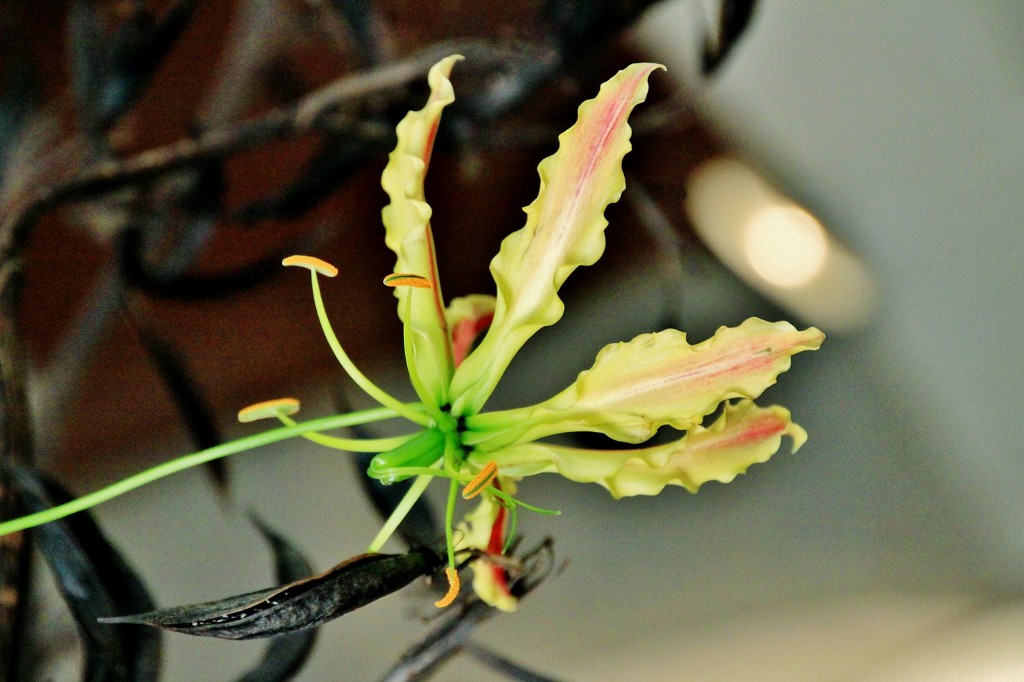 Foto: Tiempo de flores - Girona (Cataluña), España