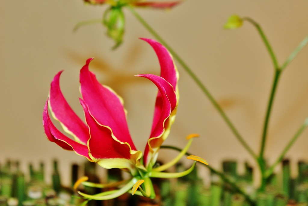 Foto: Tiempo de flores - Girona (Cataluña), España