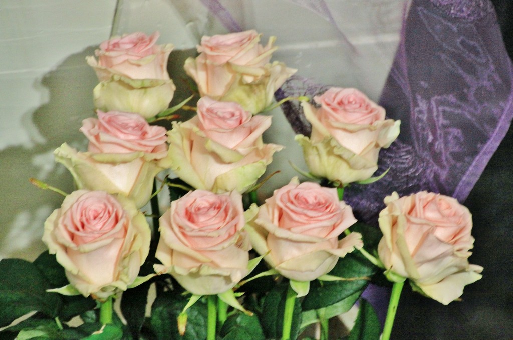 Foto: Tiempo de flores - Girona (Cataluña), España