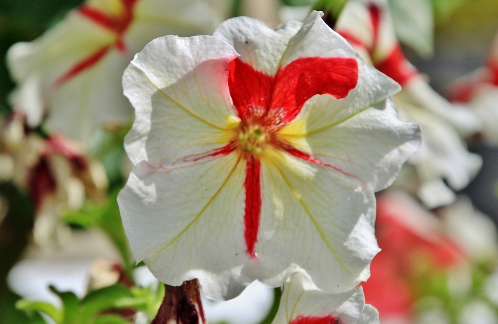 Foto: Un poco de color - Alhama de Murcia (Murcia), España