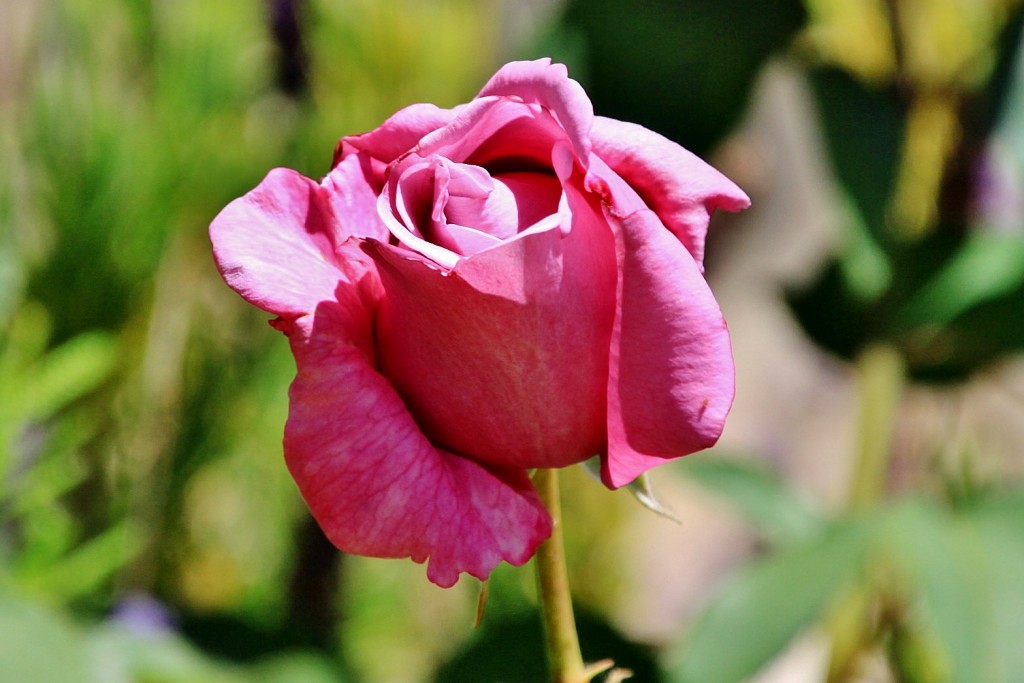 Foto: Un poco de color - Castell de Guadalest (Alicante), España