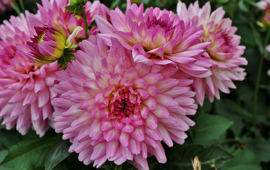 Foto: Un poco de color - Stockholm, Suecia