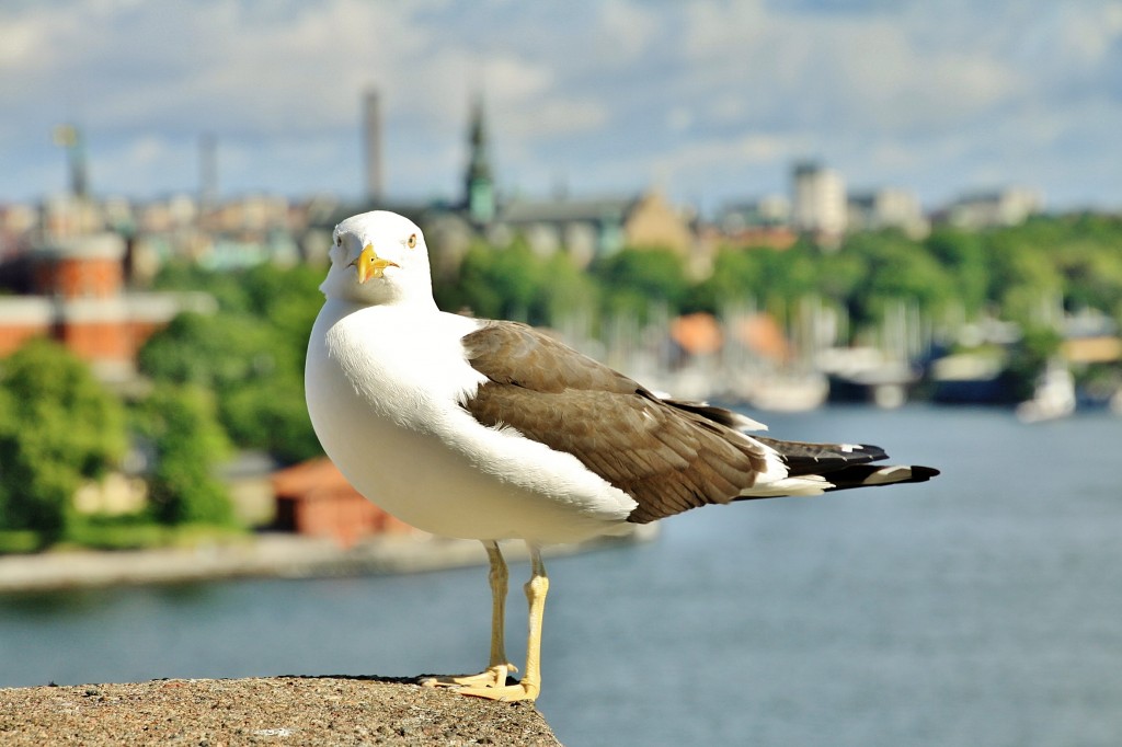 Foto: Posando - Stockholm, Suecia