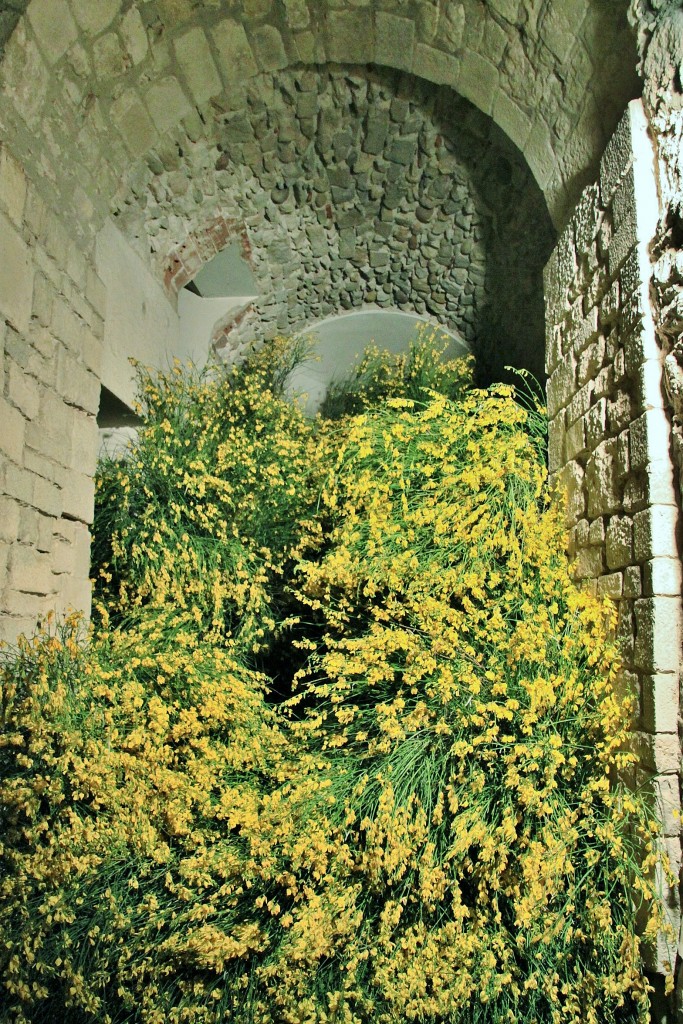 Foto: Tiempo de flores - Girona (Cataluña), España