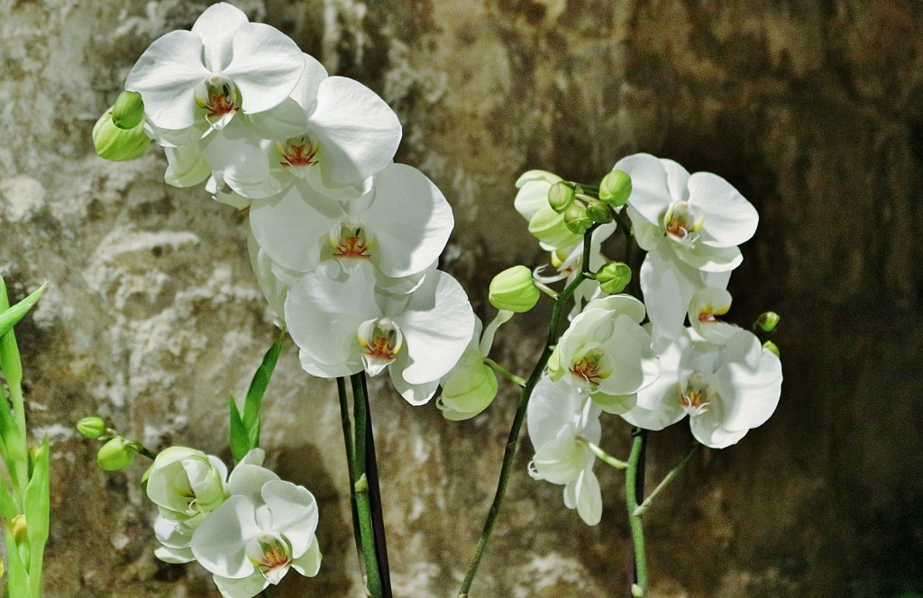 Foto: Tiempo de flores - Girona (Cataluña), España
