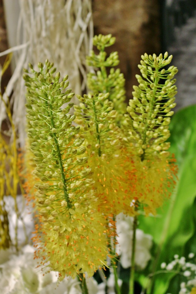 Foto: Tiempo de flores - Girona (Cataluña), España