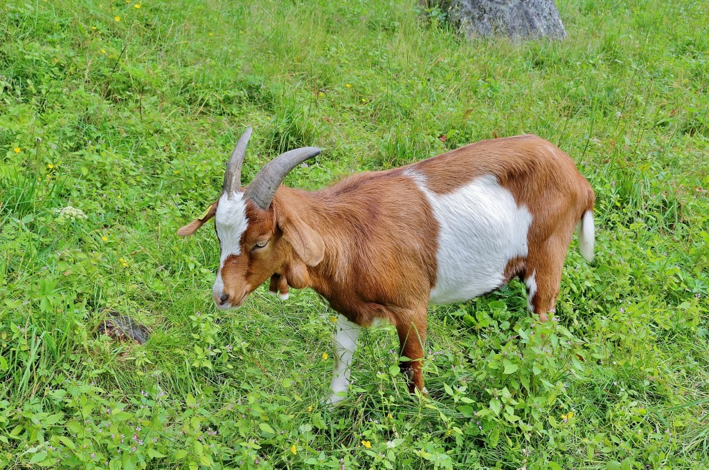 Foto: Glaciar de Briksdal - Oldedalen, Noruega
