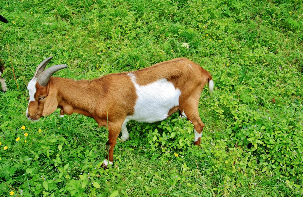 Foto: Glaciar de Briksdal - Oldedalen, Noruega