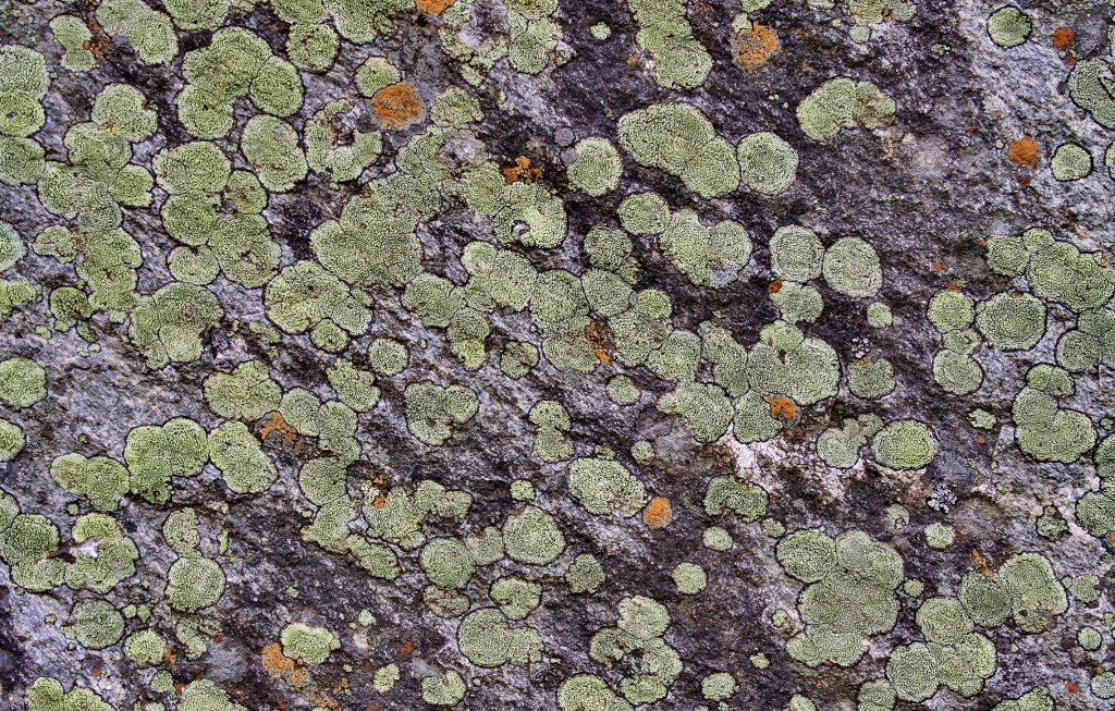 Foto: Glaciar de Briksdal - Oldedalen, Noruega