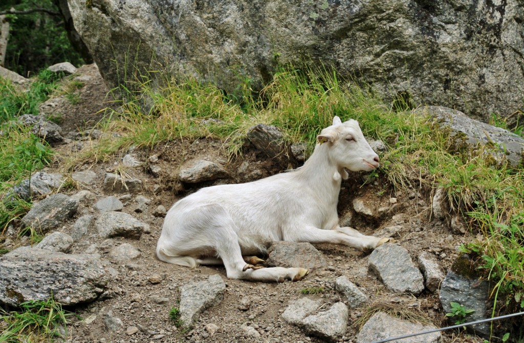 Foto: Glaciar de Briksdal - Oldedalen, Noruega