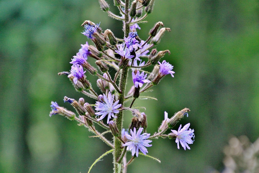 Foto: Glaciar de Briksdal - Oldedalen, Noruega