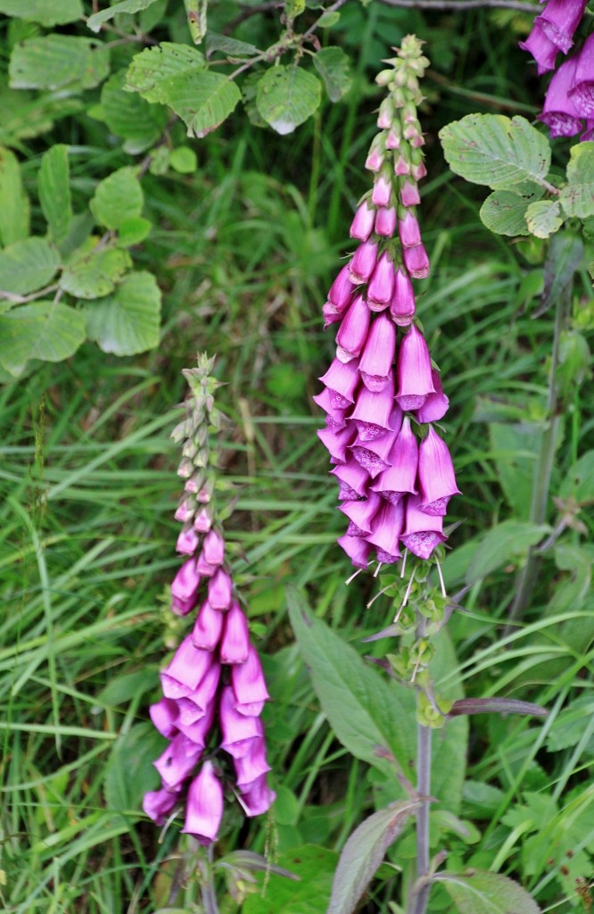 Foto: Glaciar de Briksdal - Oldedalen, Noruega