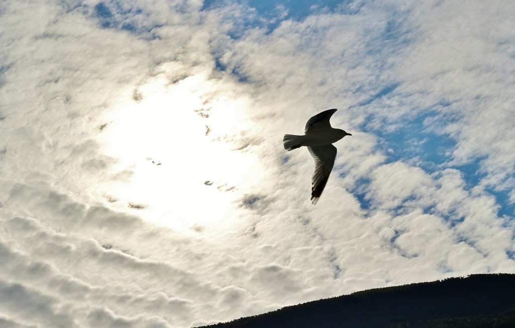 Foto: Navegando - Flam (Sogn og Fjordane), Noruega